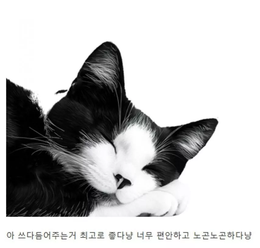 본문 이미지