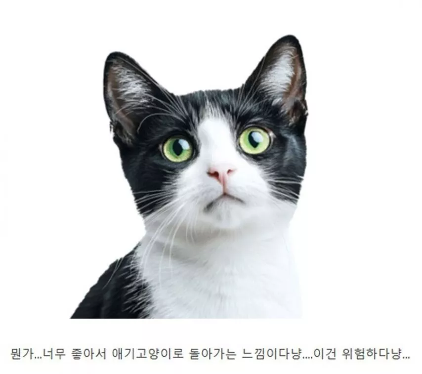 본문 이미지